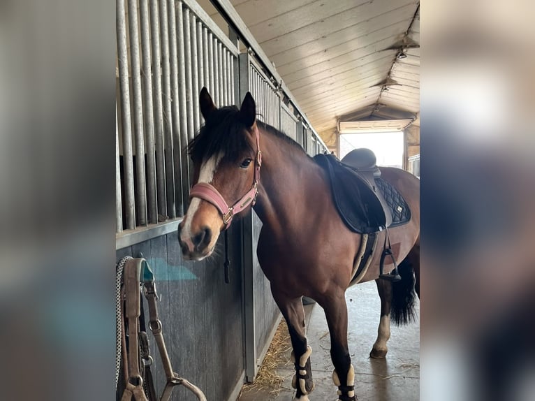Freiberger Mare 9 years 15 hh Brown in Reet