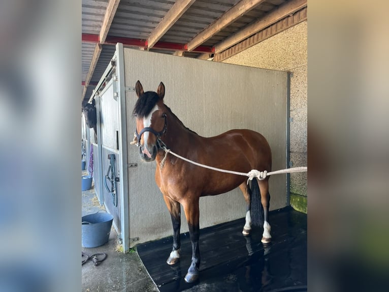 Freiberger Mare 9 years 15 hh Brown in Reet