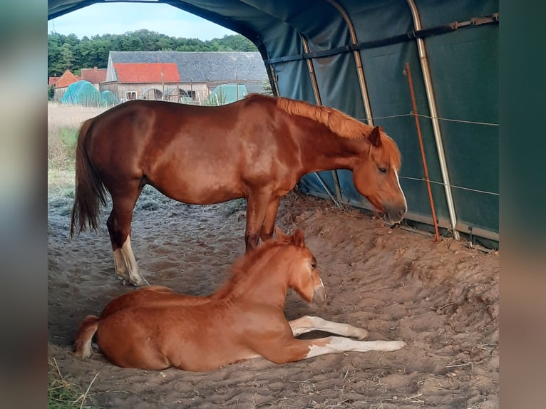 Freiberger Mare 9 years 15 hh Chestnut-Red in Putlitz