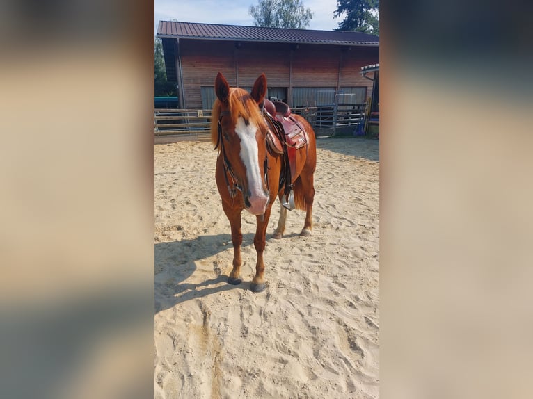 Freiberger Mare 9 years 15 hh Chestnut-Red in Schaan Freiberger Mare 9 years 15 hh Chestnut-Red in Schaan