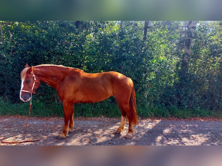 Freiberger Mare 9 years 15 hh Chestnut-Red in Schaan Freiberger Mare 9 years 15 hh Chestnut-Red in Schaan