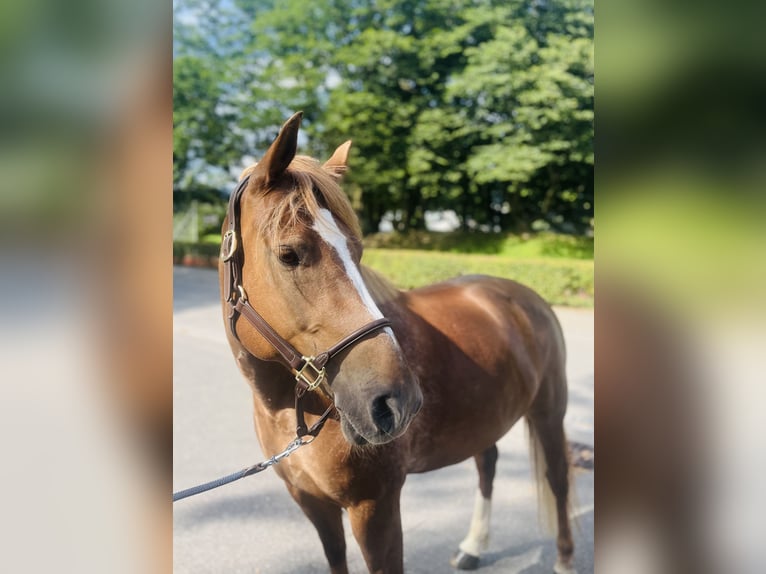 Freiberger Mare 9 years 15,1 hh Chestnut-Red in Dietikon