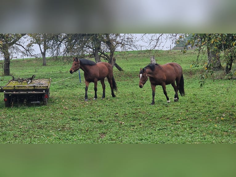 Freiberger Mare 9 years 16 hh Brown in Bözberg