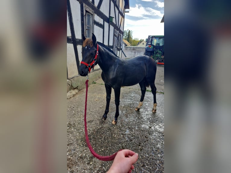 Freiberger Mare Foal (03/2024) 15,1 hh Black in Wissen