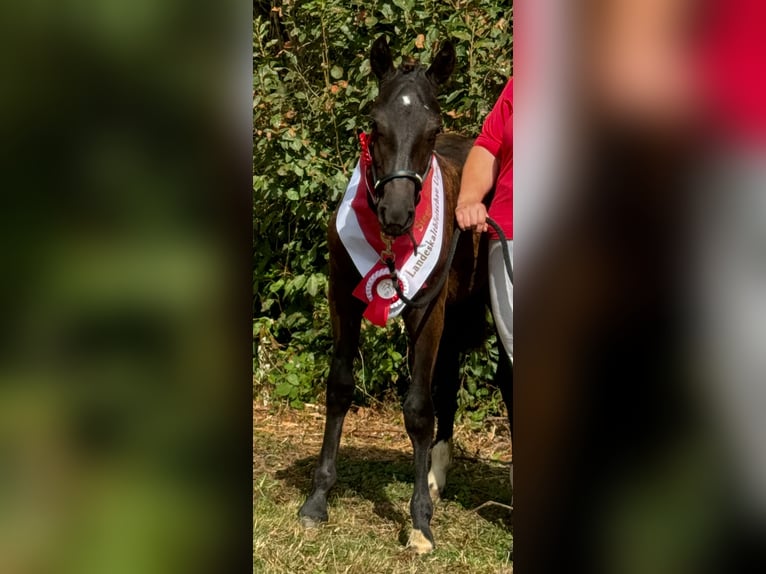 Freiberger Mare Foal (03/2024) 15,1 hh Black in Wissen