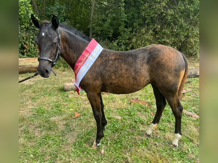 Freiberger Mare Foal (03/2024) 15,1 hh Black in Wissen