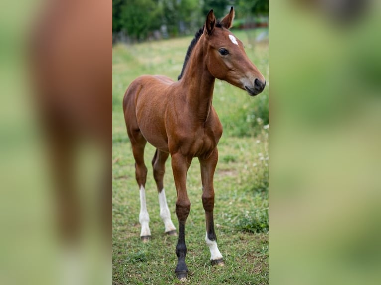 Freiberger Mare Foal (03/2026) 15.1 hh Brown in Le Bemont JU