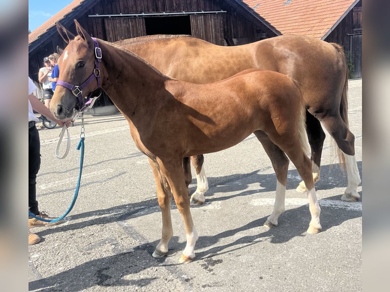 Freiberger Mare Foal (03/2024) 15,1 hh Brown in Sumiswald