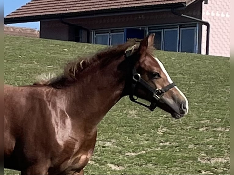 Freiberger Mare Foal (03/2024) 15,1 hh Brown in Sumiswald