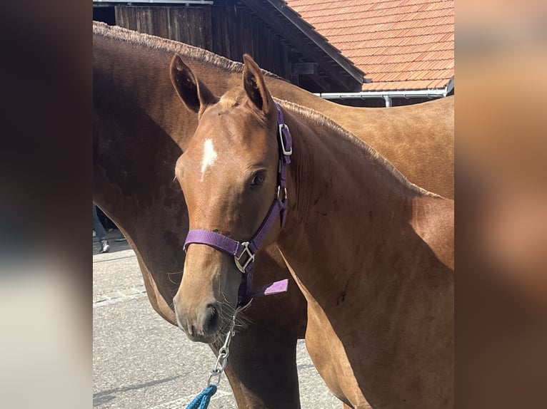 Freiberger Mare Foal (03/2024) 15,1 hh Brown in Sumiswald