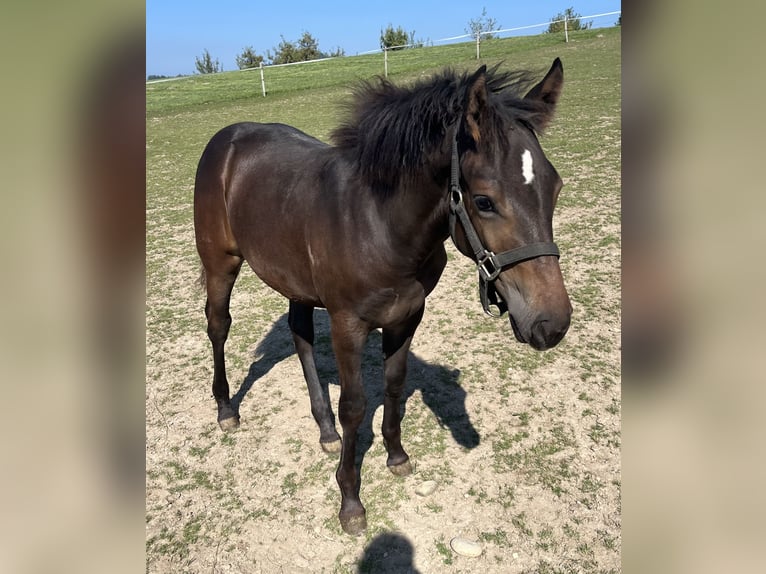 Freiberger Mare Foal (03/2024) 15,1 hh Brown in Sumiswald