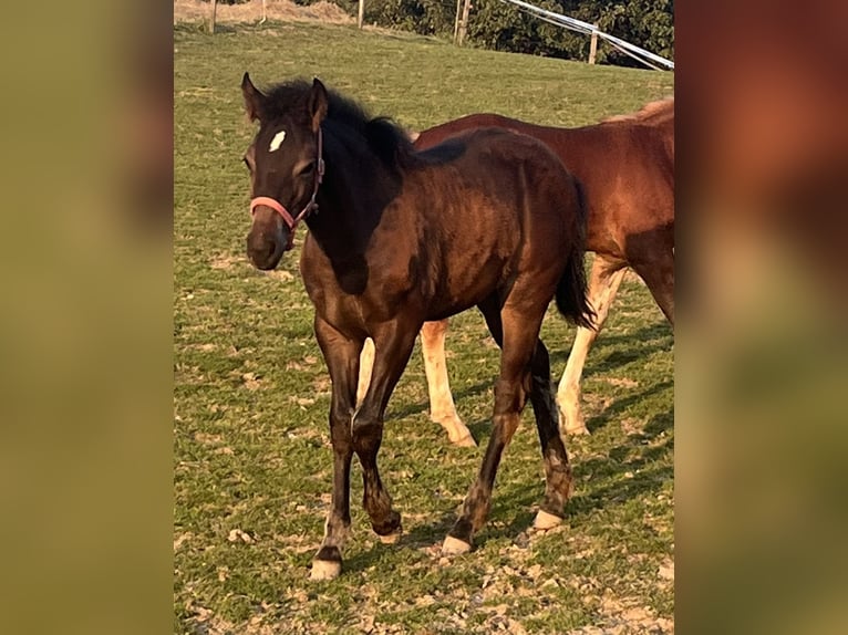 Freiberger Mare Foal (03/2024) 15,1 hh Brown in Sumiswald