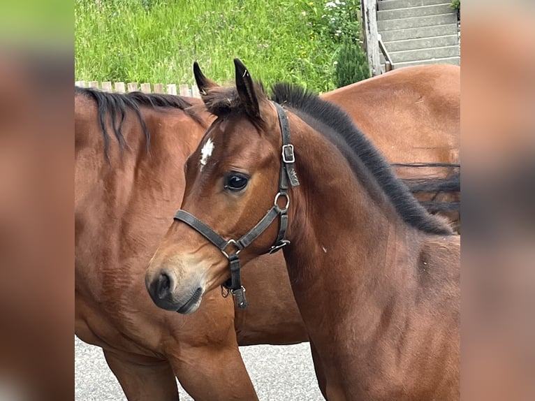 Freiberger Mare Foal (03/2024) 15,1 hh Brown in Sumiswald