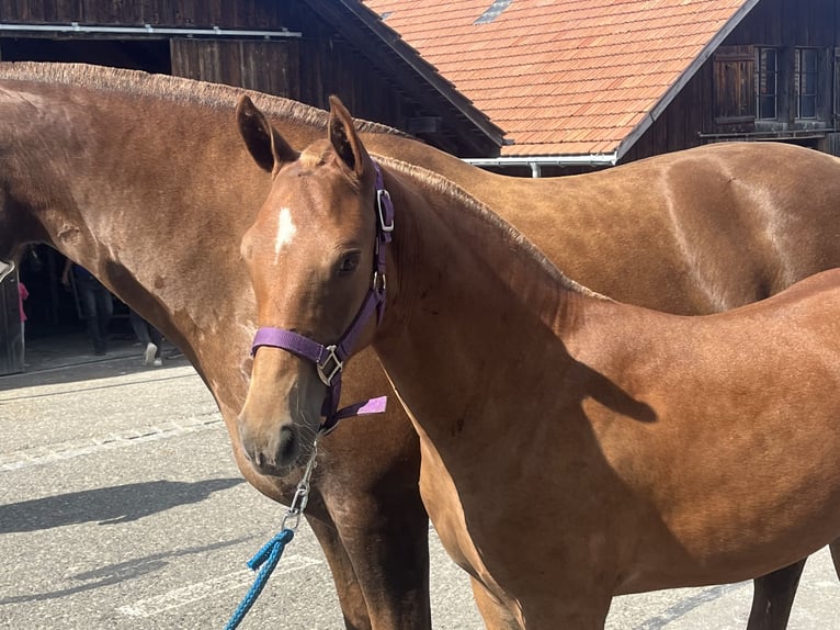 Freiberger Mare Foal (03/2024) 15,1 hh Brown in Sumiswald