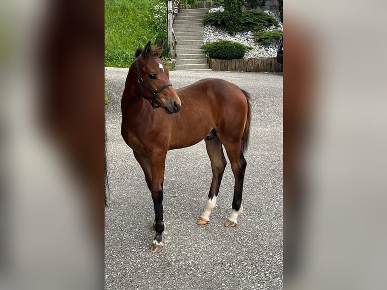 Freiberger Mare Foal (03/2024) 15,1 hh Brown in Sumiswald