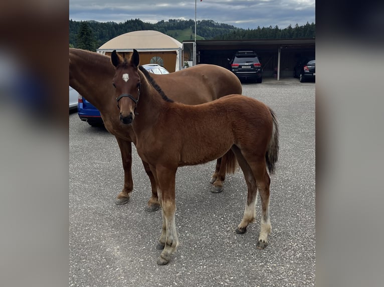 Freiberger Mare Foal (03/2024) 15,1 hh Brown in Sumiswald