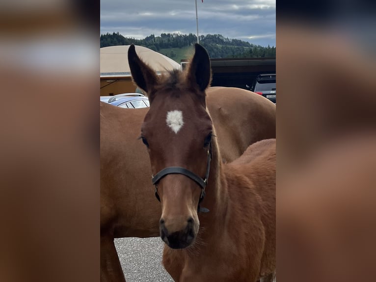 Freiberger Mare Foal (03/2024) 15,1 hh Brown in Sumiswald