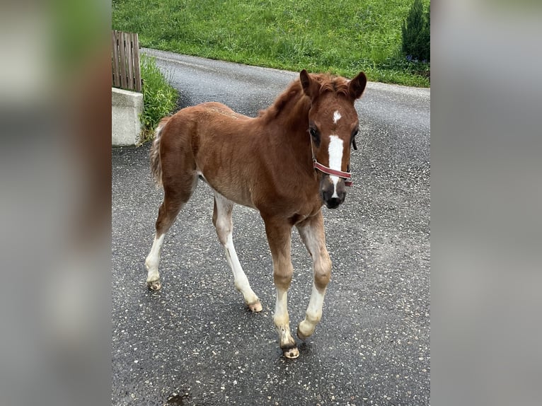 Freiberger Mare  15,1 hh Chestnut-Red in Sumiswald
