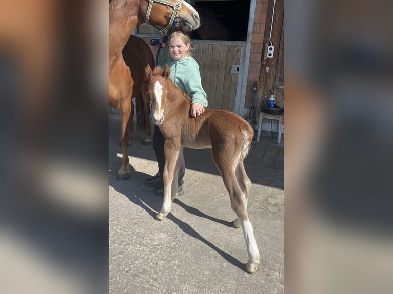 Freiberger Mare  15,1 hh Chestnut-Red in Sumiswald