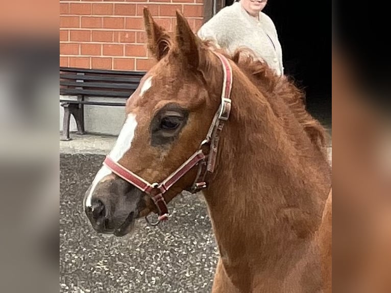 Freiberger Mare  15,1 hh Chestnut-Red in Sumiswald