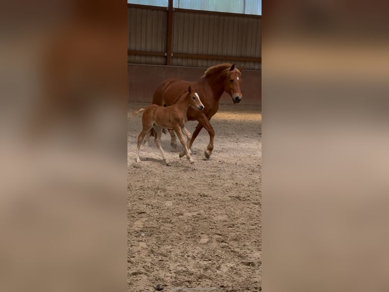 Freiberger Mare  15,1 hh Chestnut-Red in Stoetze