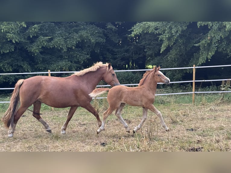 Freiberger Mare Foal (05/2025) 15,1 hh Chestnut-Red in Stoetze