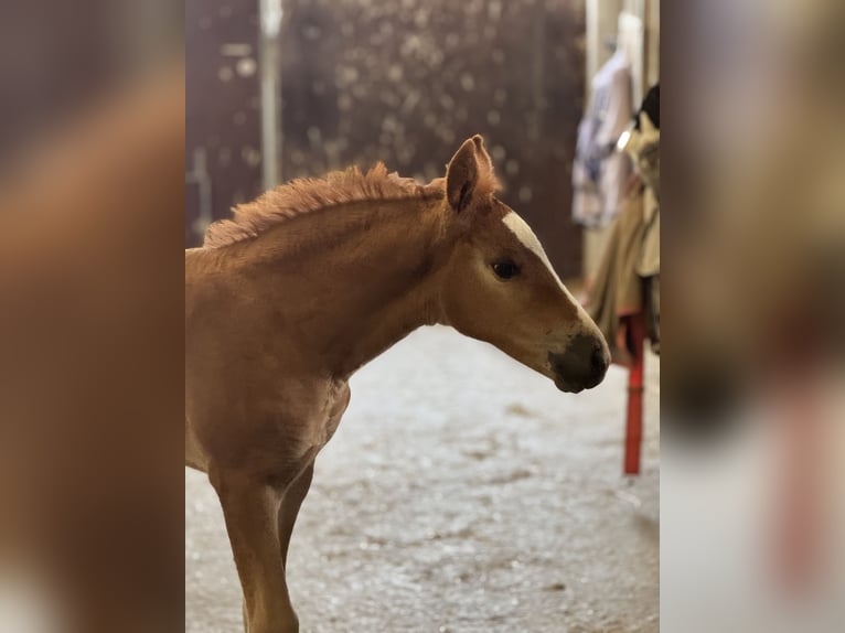 Freiberger Mare  15,1 hh Chestnut-Red in Stoetze