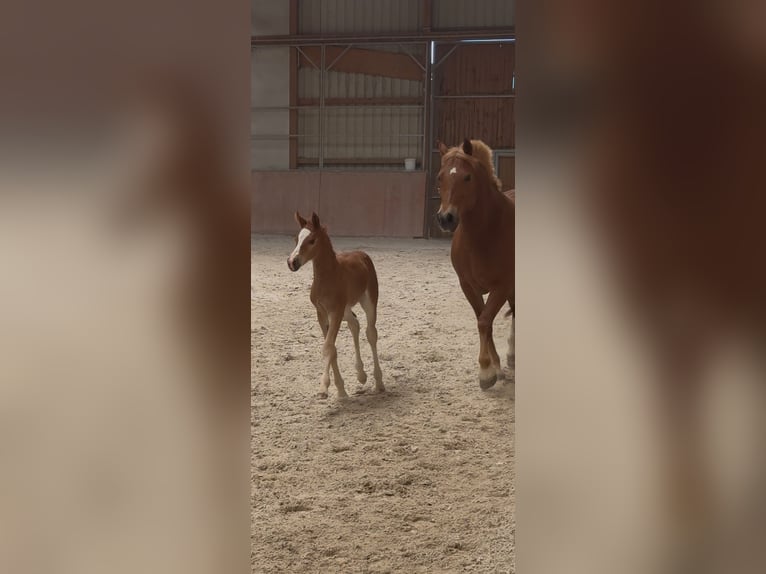Freiberger Mare  15,1 hh Chestnut-Red in Stoetze