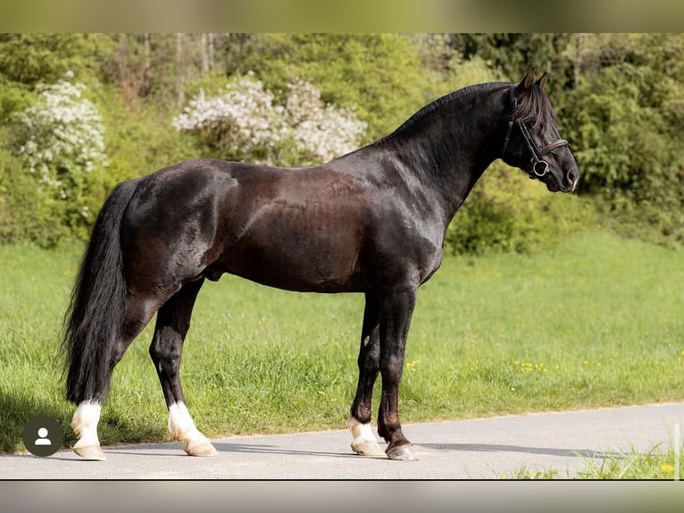 Freiberger Mare  15,1 hh Chestnut-Red in Stoetze