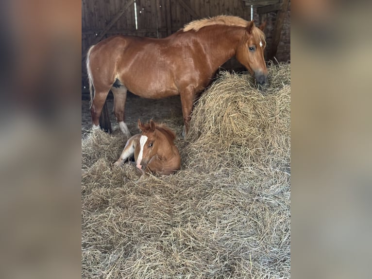 Freiberger Mare  15,1 hh Chestnut-Red in Stoetze