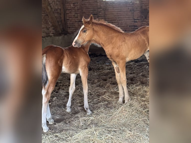 Freiberger Mare  15,1 hh Chestnut-Red in Stoetze