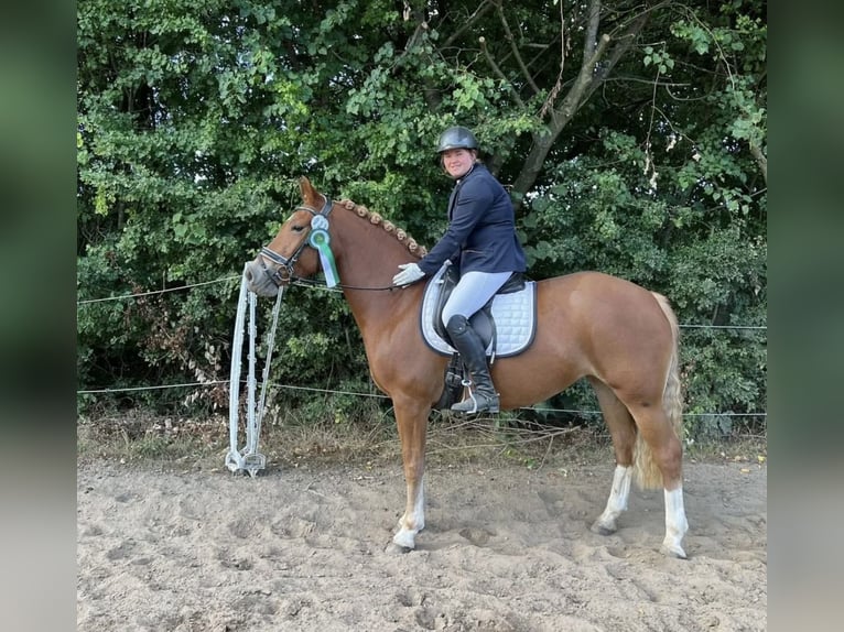 Freiberger Mare  15,1 hh Chestnut-Red in Stoetze
