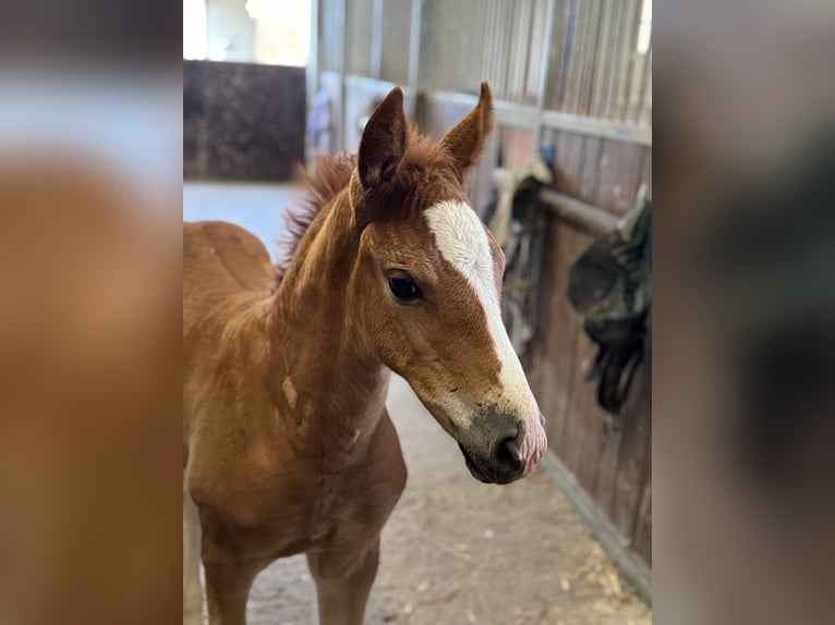 Freiberger Mare  15,1 hh Chestnut-Red in Stoetze