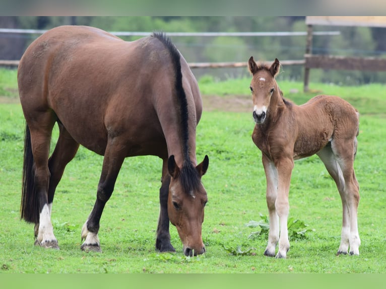 Freiberger Mare  15,2 hh Brown in Wissen