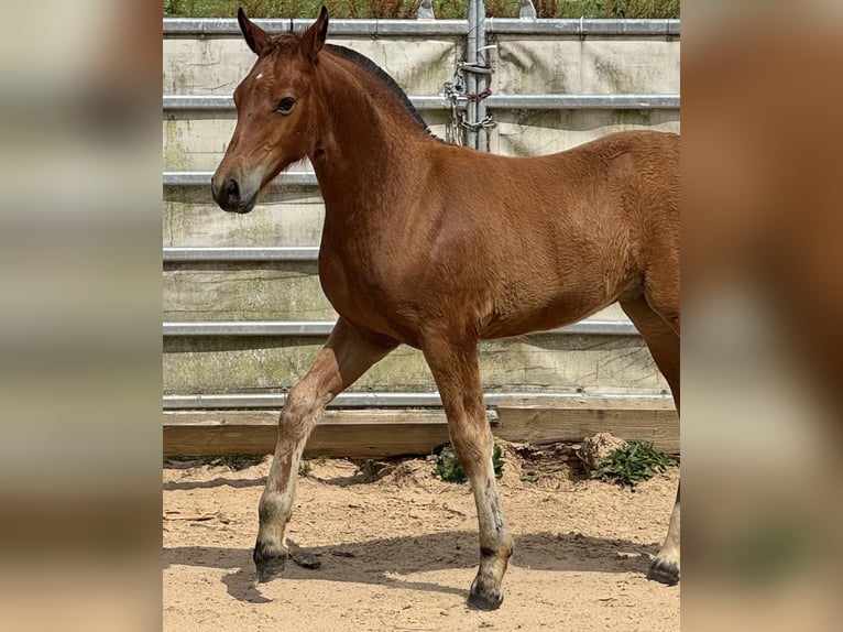 Freiberger Mare  15,2 hh Brown in Wissen