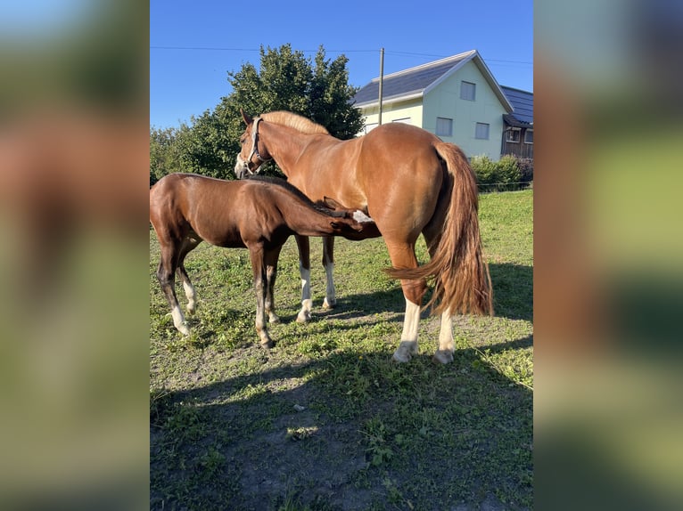 Freiberger Mare Foal (05/2025) 15,2 hh Brown in Oberriet SG