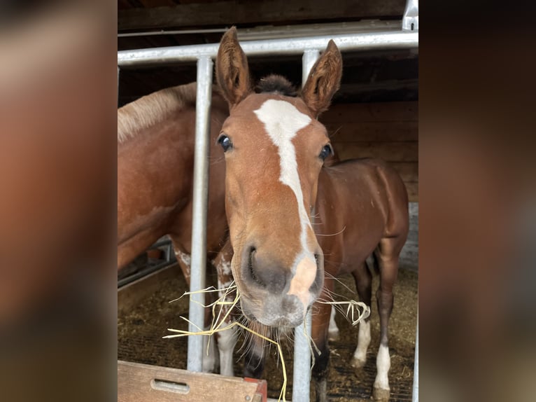 Freiberger Mare Foal (05/2025) 15,2 hh Brown in Oberriet SG