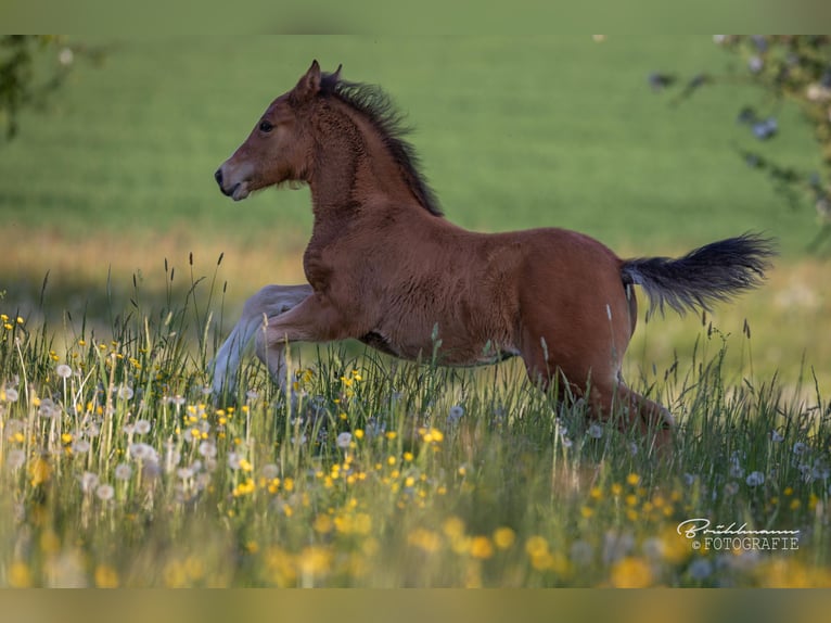 Freiberger Mare  Brown in Schönenberg