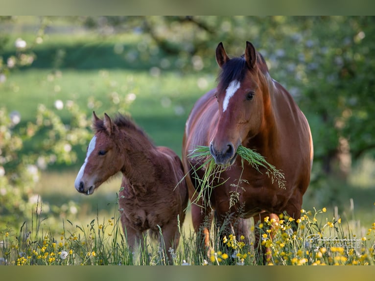 Freiberger Mare  Brown in Schönenberg