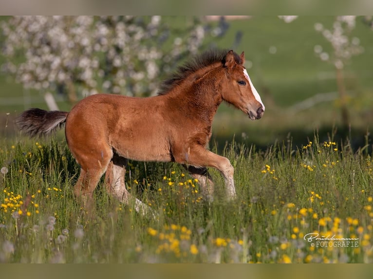 Freiberger Mare  Brown in Schönenberg