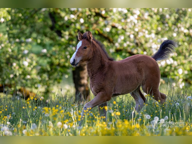 Freiberger Mare  Brown in Schönenberg