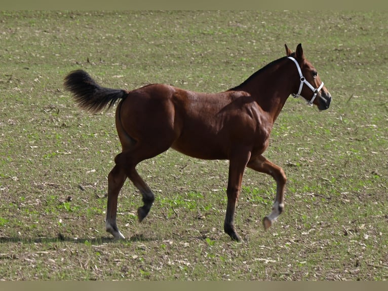 Freiberger Mare Foal (04/2024) Brown in Grossdietwil