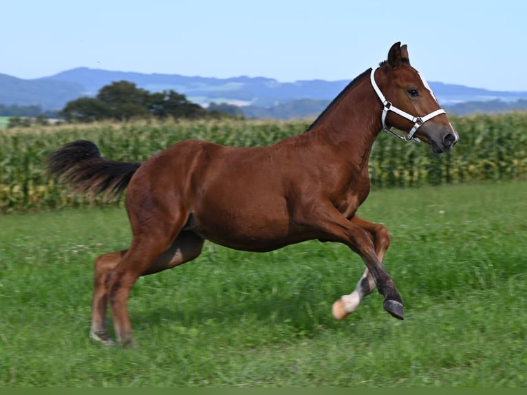 Freiberger Mare Foal (04/2024) Brown in Grossdietwil