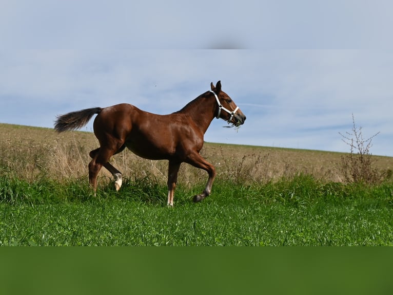 Freiberger Mare Foal (04/2024) Brown in Grossdietwil