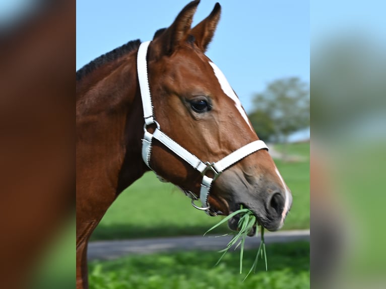 Freiberger Mare Foal (04/2024) Brown in Grossdietwil