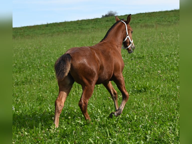 Freiberger Mare Foal (04/2024) Brown in Grossdietwil