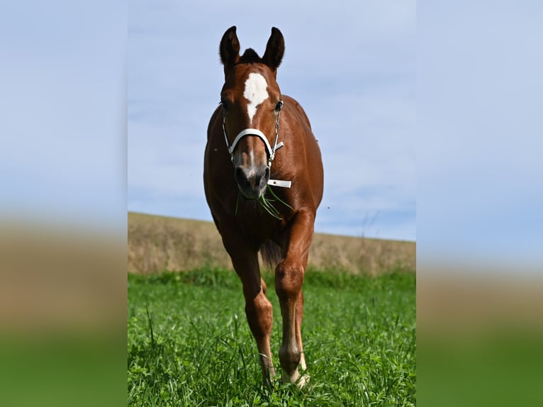 Freiberger Mare Foal (04/2024) Brown in Grossdietwil