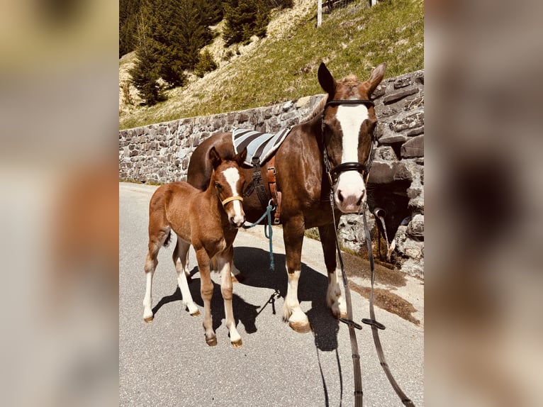 Freiberger Mare Foal (04/2024) Brown in St. Antönien