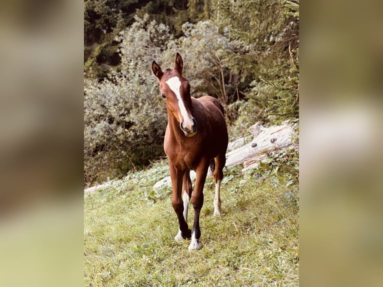 Freiberger Mare Foal (04/2024) Brown in St. Antönien