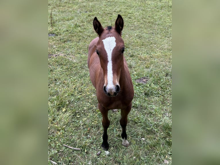 Freiberger Mare Foal (04/2024) Brown in St. Antönien